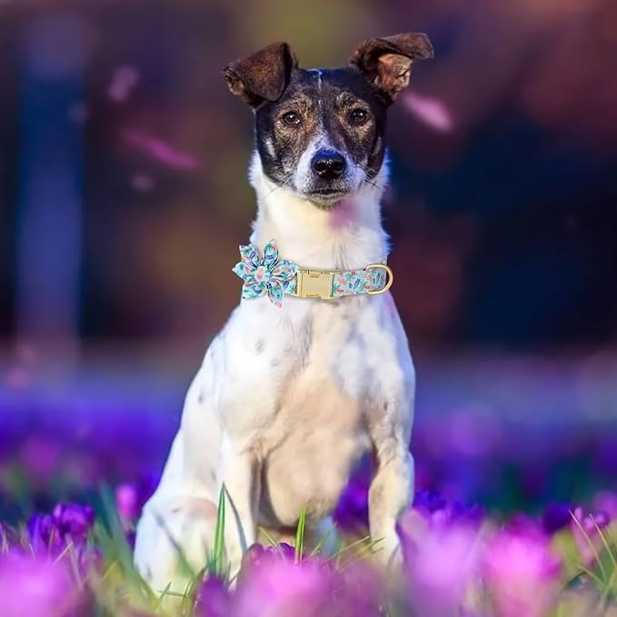 Beirui Cute Girl Dog Collars for Female Dogs