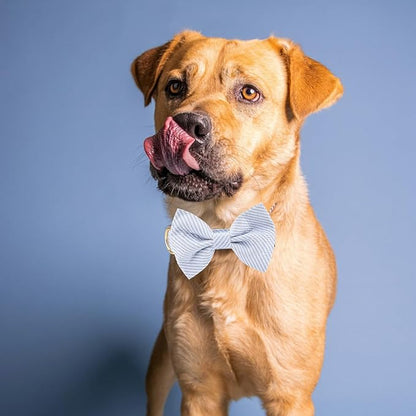 Adjustable Pet Bow Tie and Dog Collar for Small Medium Large Dogs