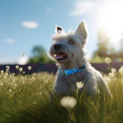 Unique style paws Dog Collar Metal Buckle Collar