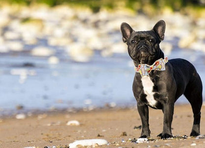 Unique Style Paws Dog Collar with Bow