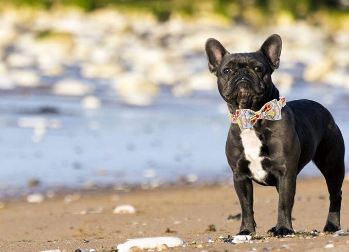 Unique Style Paws Dog Collar with Bow