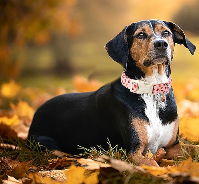 DOGWONG Fall Hazelnut Maple Dog Collar- Pink Fall