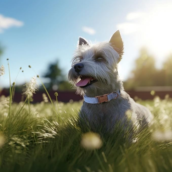 Unique style paws Dog Collar Metal Buckle Collar