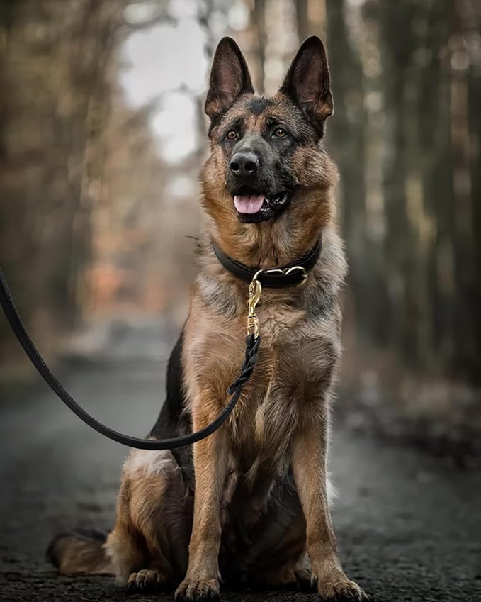 FAIRWIN Leather Dog Leash 6 Foot M:5/8" x 6ft)