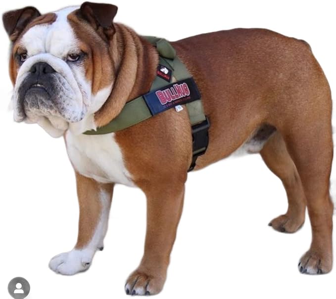 BULLHUG Harness – Made for Larger Chested Dogs Like English Bulldogs