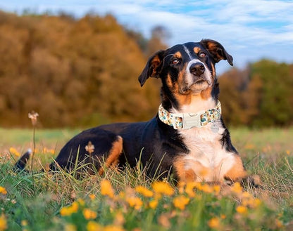 DOGWONG Female Cotton Dog Collar