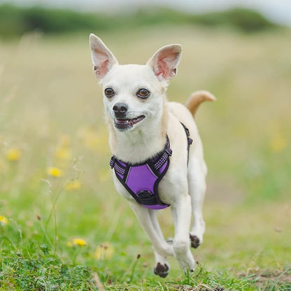 rabbitgoo Dog Harness 2 Leash