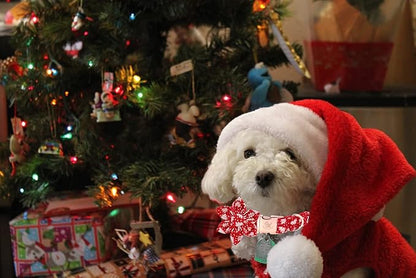 Elegant little tail Christmas Dog Collar