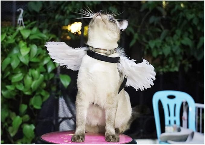 WeeH Pet Halloween Costume Cosplay Angel Devil Black White Wing for Dog Cat Rabbit Piggy - Funny Gift at Halloween Party Anime Theme Birthday Christmas (Black, Small)