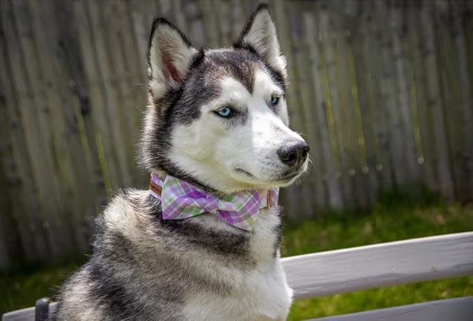 Elegant little tail Dog Collar with Bow