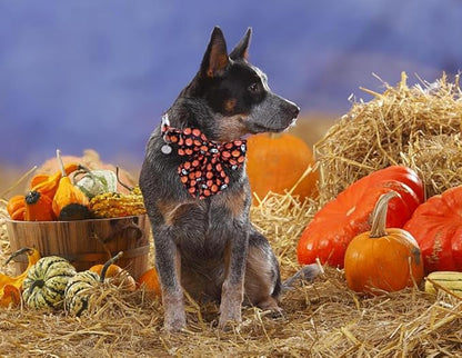 DOGWONG Fall Dog Collar with Bowtie