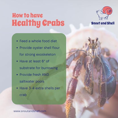 Snout and Shell Organic Pet Hermit Crab Greensand Food Supplement & Worm Castings (Oyster Shell Flour)