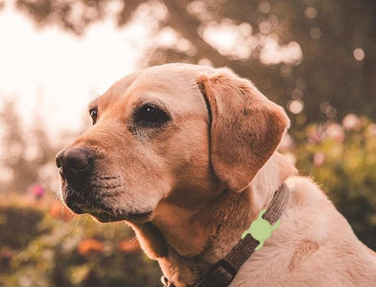 Air Tags-2 Pack Airtag Dog Collar Holder SWINCHO 1-3cm Width