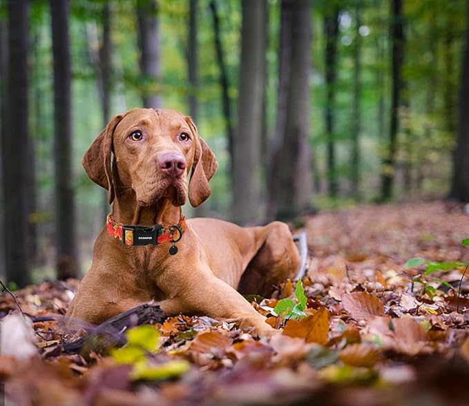 DOGWONG Cotton Dog Collar
