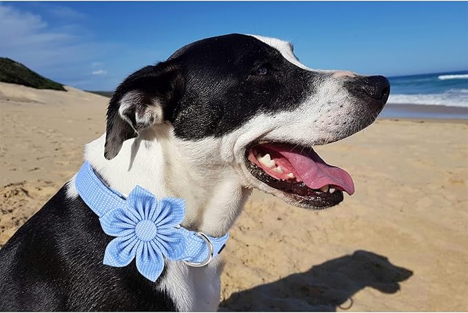 Unique style paws Dog Collar with Flower Tie