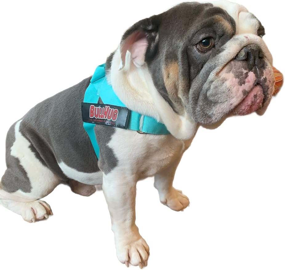 BULLHUG Harness – Made for Larger Chested Dogs Like English Bulldogs