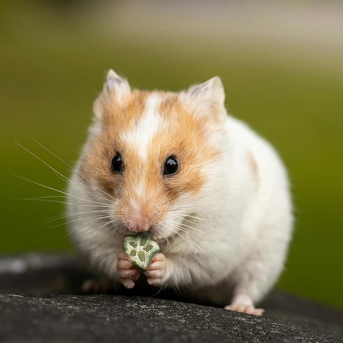 Hamster Snack & Treats - Freeze Dried Okra, Small Animal Natural Treat for Dwarf Hamster Guinea Pig Chinchilla Gerbil Mice Birds and Other Small-Sized Pet (Okra)