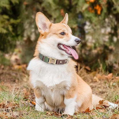 Didog Soft Padded Leather Dog Collar for Large Dogs