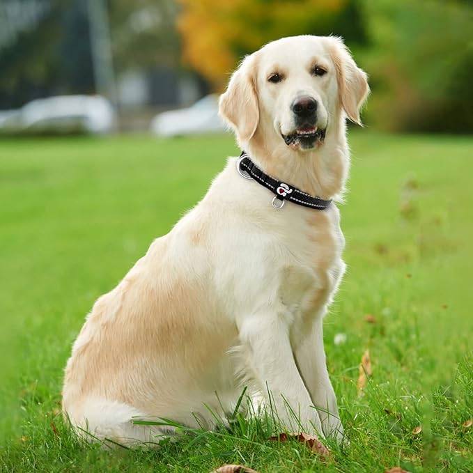 azuza Reflective Dog Collar