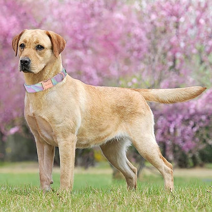 Unique style paws Dog Collar Metal Buckle Collar