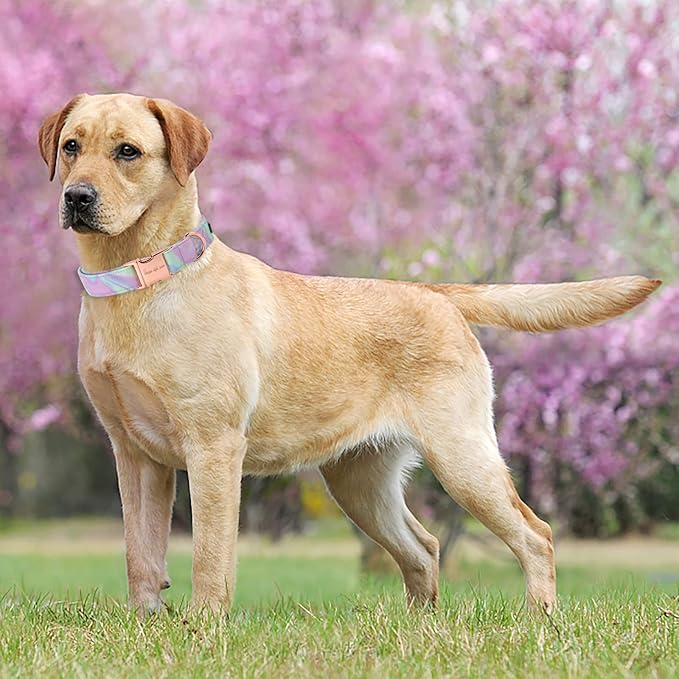 Unique style paws Dog Collar Metal Buckle Collar