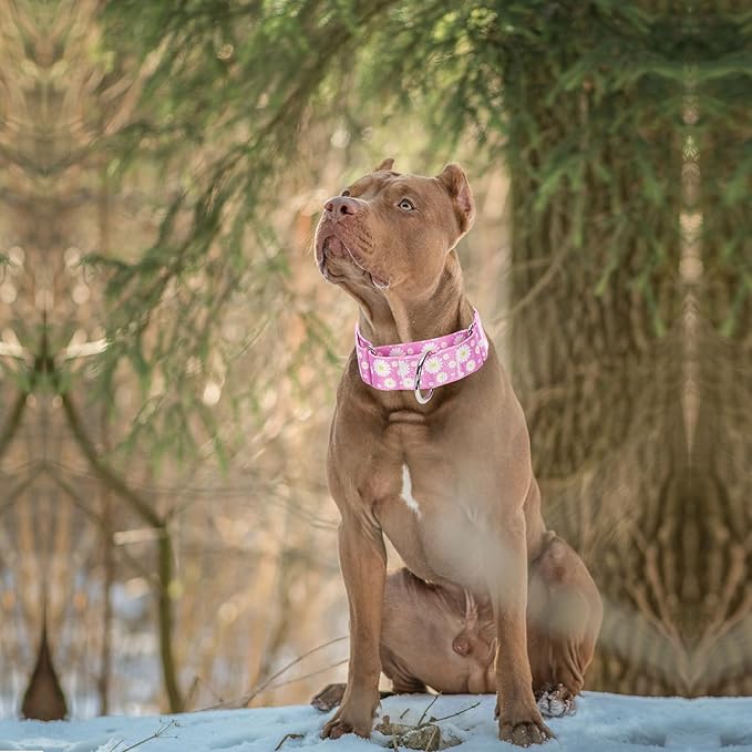 Martingale Collar for Dogs 1.5 Inches