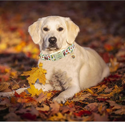 Lionheart glory Turkey Dog Collar