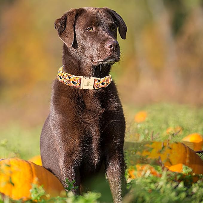 Lionheart glory Dog Collars Fall Halloween Pumpkin Collar