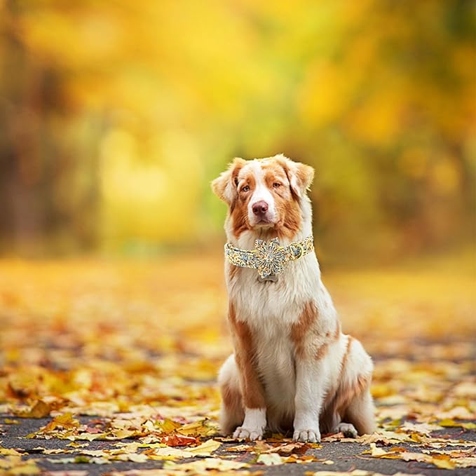 Elegant little tail Fall Dog Collar