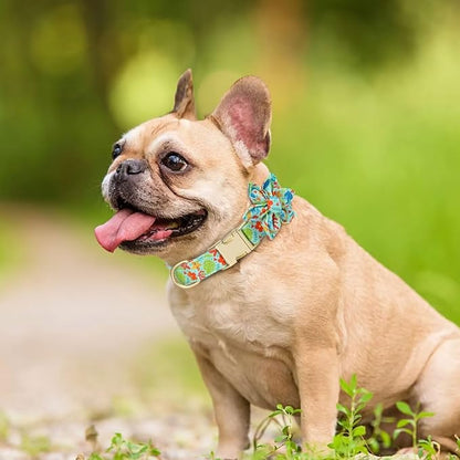 Beirui Cute Girl Dog Collars for Female Dogs