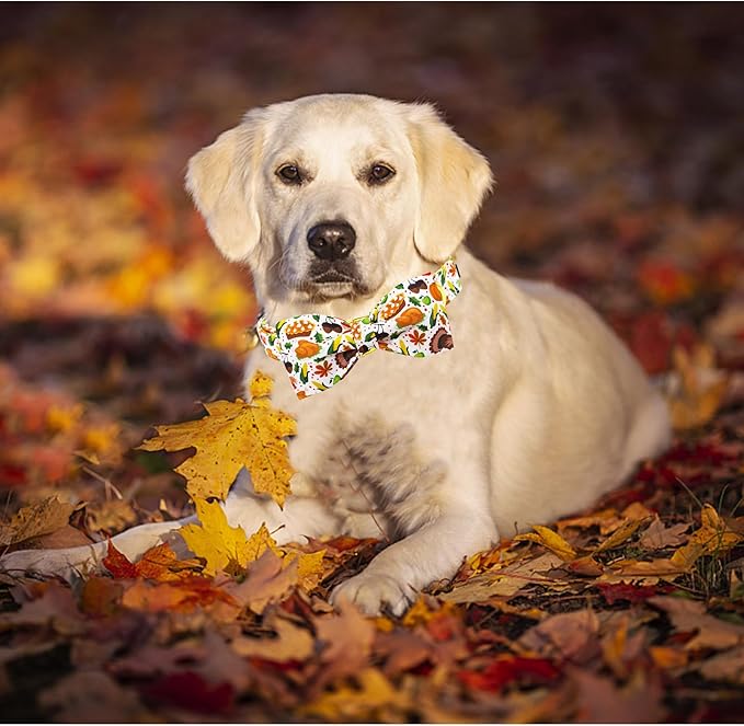 Lionheart glory Thanksgiving Dog Collar, Turkey Dog Bow Collar Adjustable Soft and Comfortable Bowtie Collars for Medium Dogs Girl or Boy Pet Gift Fall Collar Dog Bow