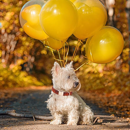 Lionheart glory Plaid Dog Collars Fall Halloween Dog