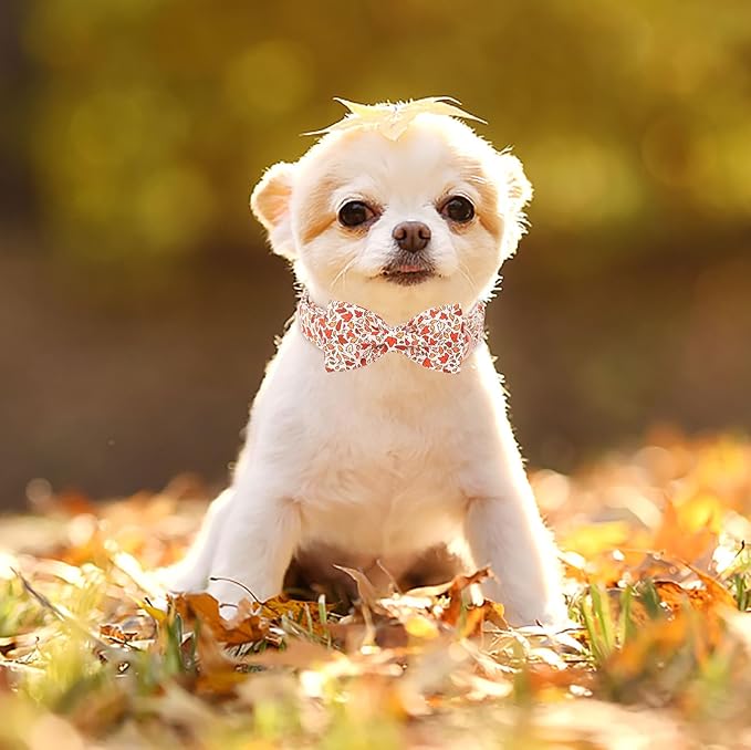 ARING PET Fall Dog Collar-Cute Maple Leaves Dog Collar with Bow
