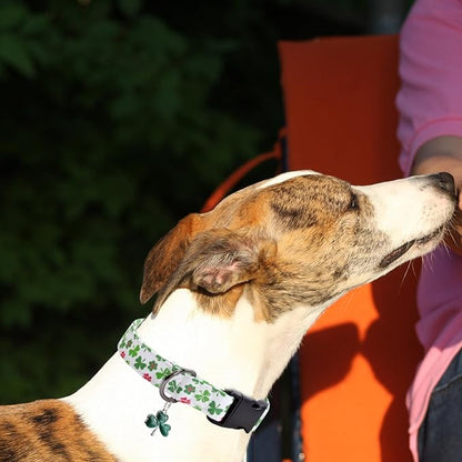 Clover Patterns Dog Collar with Accessories