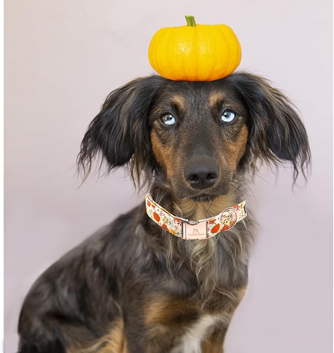 Lionheart glory Dog Collar Halloween Collar Dog Fall Dog Collars