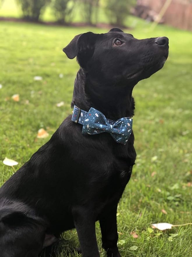 Elegant little tail Dog Collar with Bow