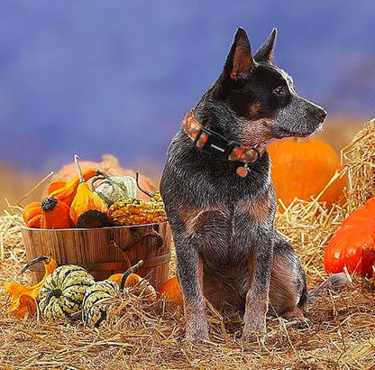 DOGWONG Fall Pumpkin Dog Collar- Design Fall Holiday