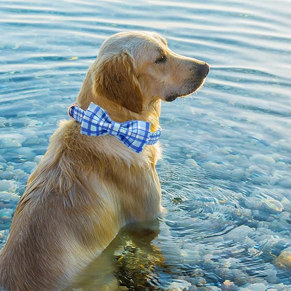 Elegant little tail Dog Collar with Bow