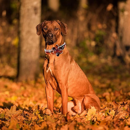 Elegant little tail Fall Dog Collar
