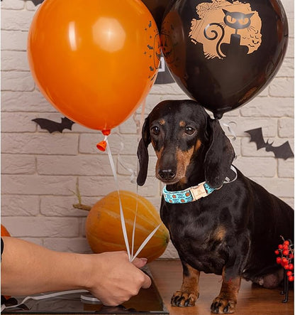 Lionheart glory Dog Collars Fall Halloween Pumpkin Thanksgiving