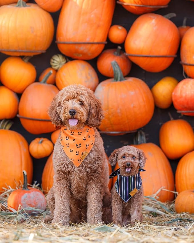 Remy+Roo Dog Bandanas 2 Pack