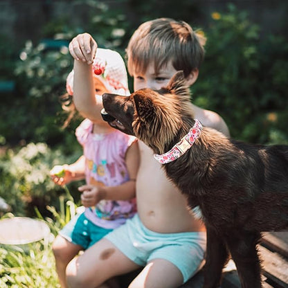 Lionheart glory Pink Dog Collar Peach Dog Collar