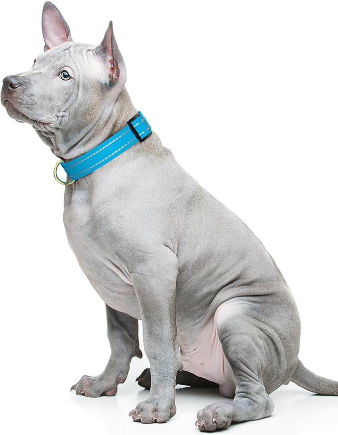 Reflective Dog Collar