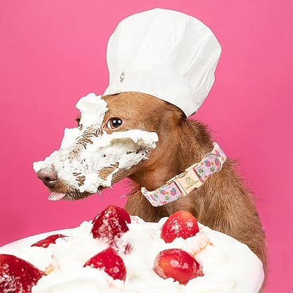 Lionheart glory Dog Collar Pink Dogs Collar Spring