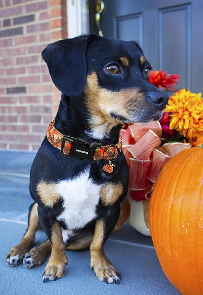 DOGWONG Fall Pumpkin Dog Collar- Design Fall Holiday