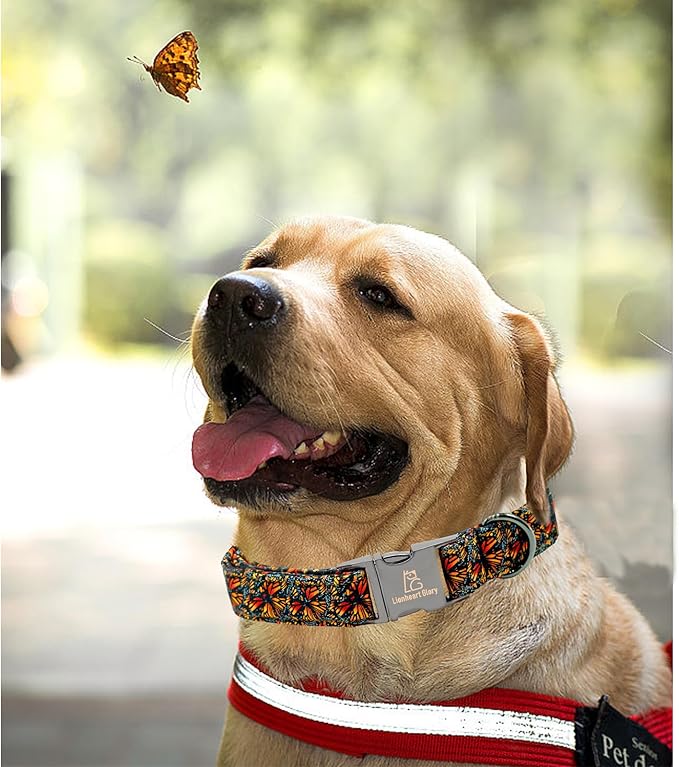 Lionheart glory Premium Fall Dog Collars Butterfly Print
