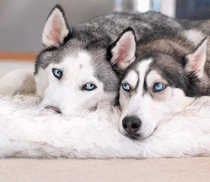 PupRug Orthopedic Dog Bed for Large Dogs with Fluffy Soft Faux Fur and Memory Foam for Joint Pain Relief