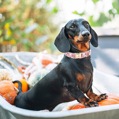 Lionheart glory Dog Collar Fall Halloween Pumpkin Collars