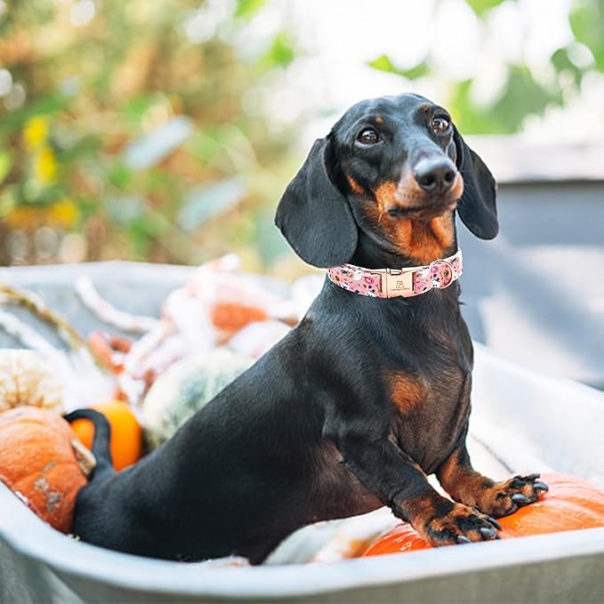 Lionheart glory Dog Collar Fall Halloween Pumpkin Collars