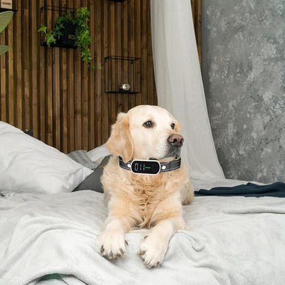 Reflective Collar Replacement Strap (2.5 cm